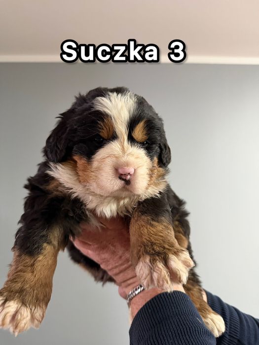 Bernenski pies pasterski