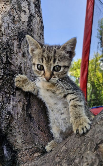 Котята у добрі руки