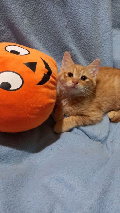 Котеня, котенята, котёнок, котики, кот, кіт, котик, з притулку