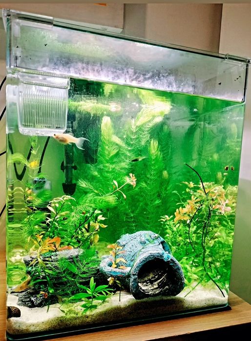 Aquário de peixes água quente