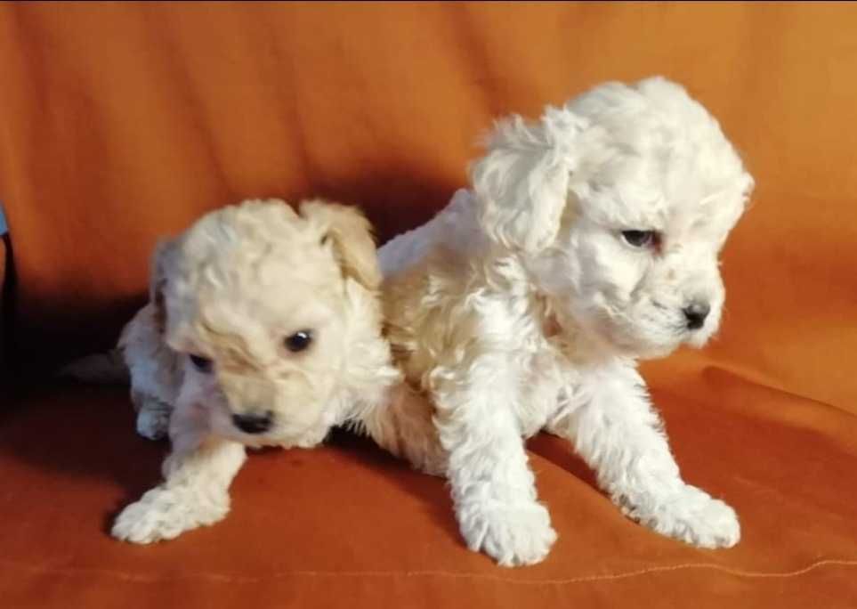 szczeniak pudla miniaturowego. Białe.