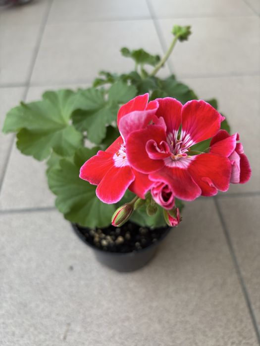 Dekoracja wnętrza pelargonia Yuzis Frida cyklamenowa z białą obwódką.