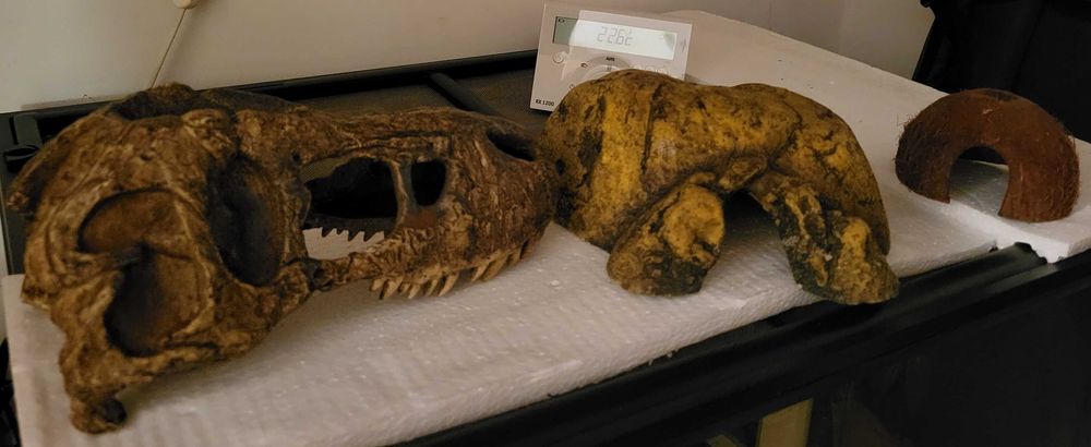 Tocas para répteis.