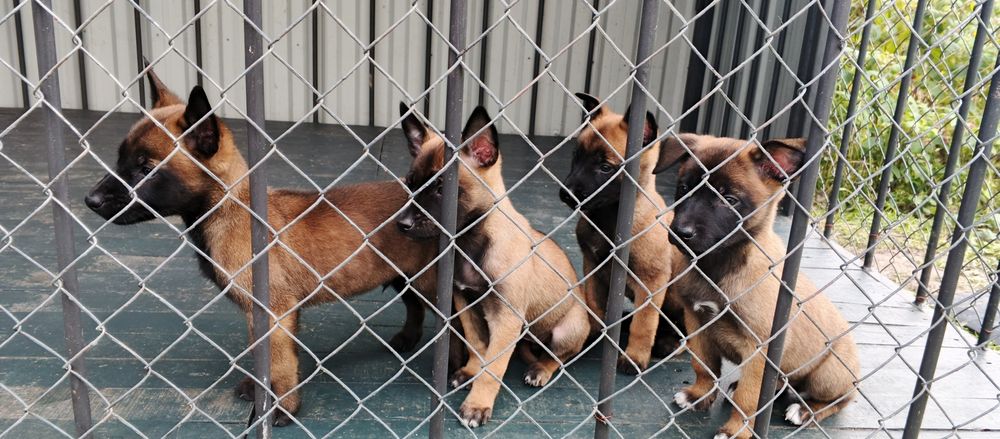 Щенки малінуа бельгійська вівчарка