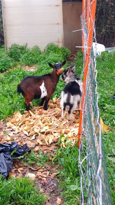 Casal de Cabras anãs