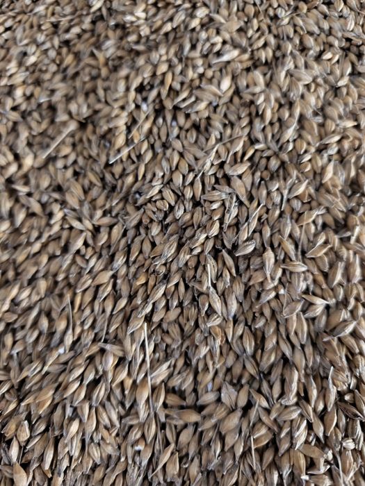 Jęczmień jary i inne zboża