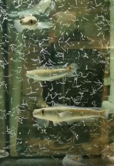Channa Marulius polecam