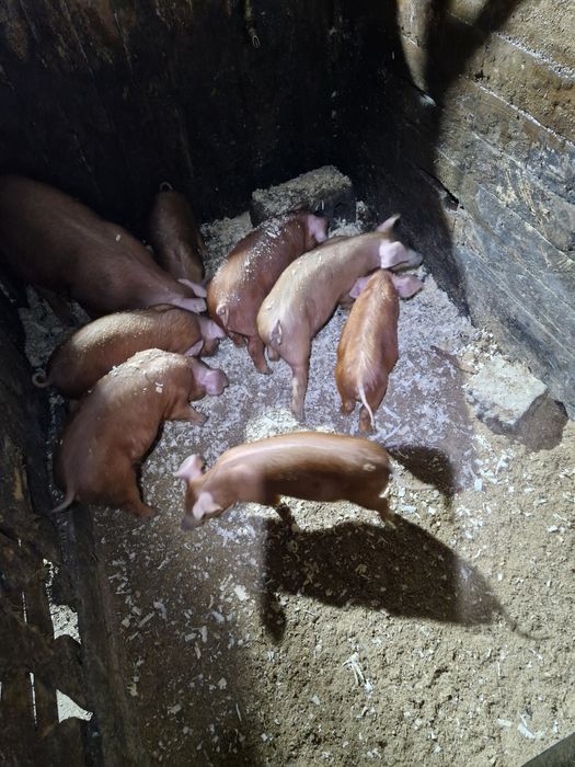 Продам   поросят