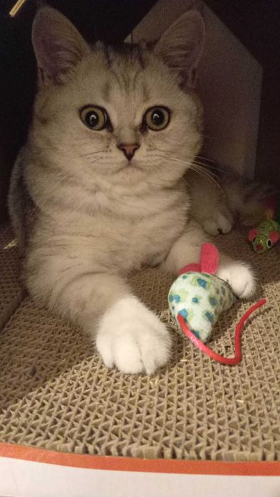 Kot rasowy brytykski