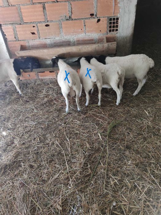 Ovelhas 1 Casal de Borregos Dorper Puros