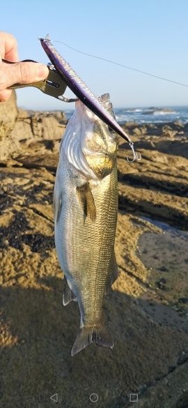 Amostras Spinning duo tide 17,5cm