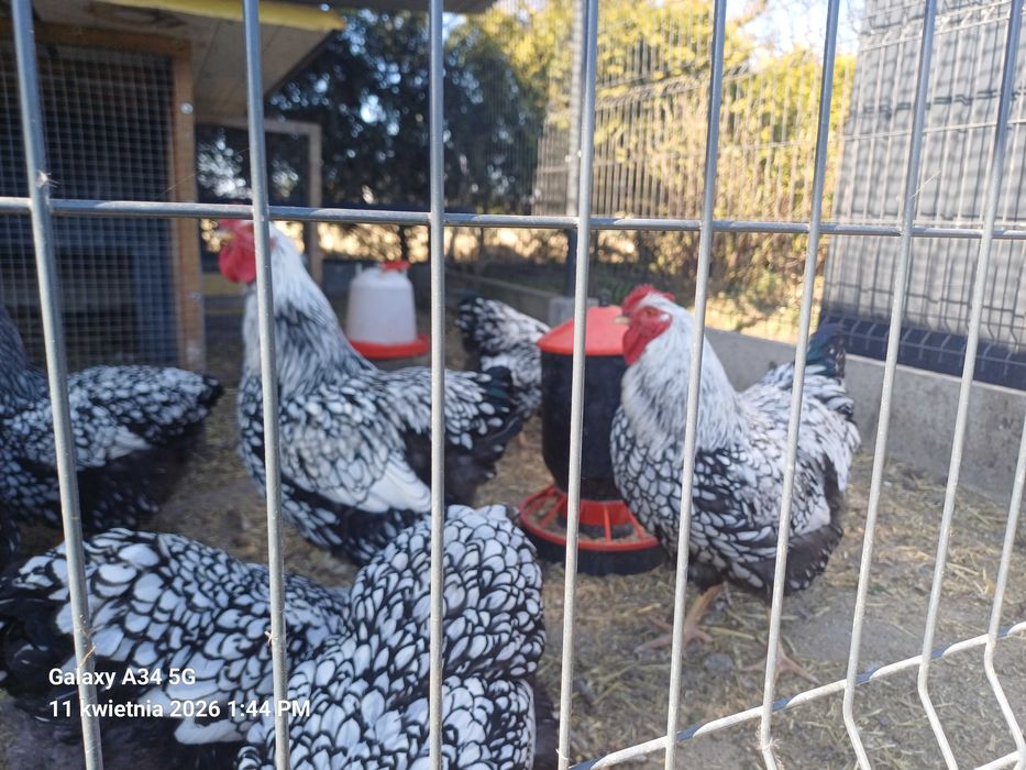 Jaja lęgowe kur Wyandotte