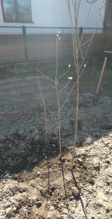 Гібіскус саджанці