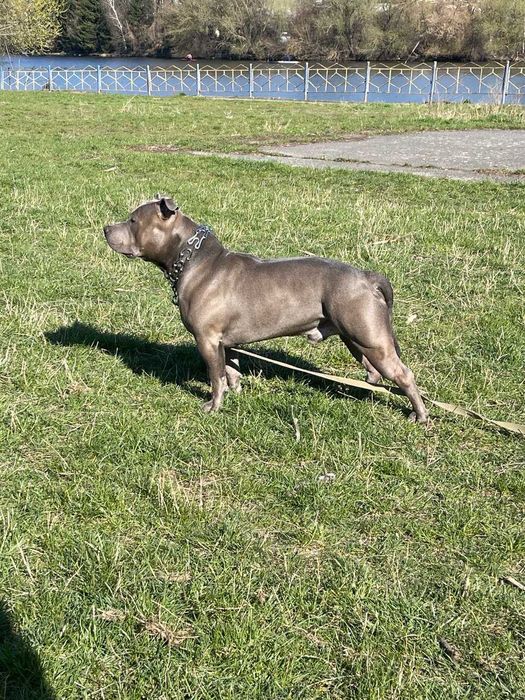 Американський буллі, Стафф, Пітбуль. В'язка. Амбуль.