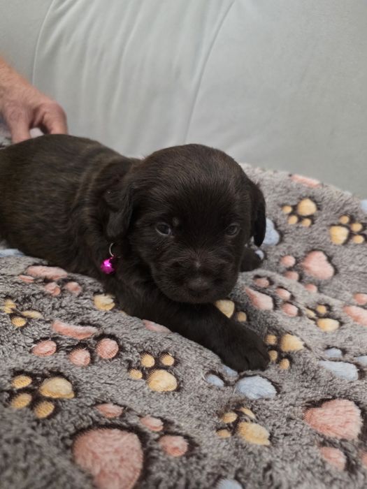 Pieski do adopcji