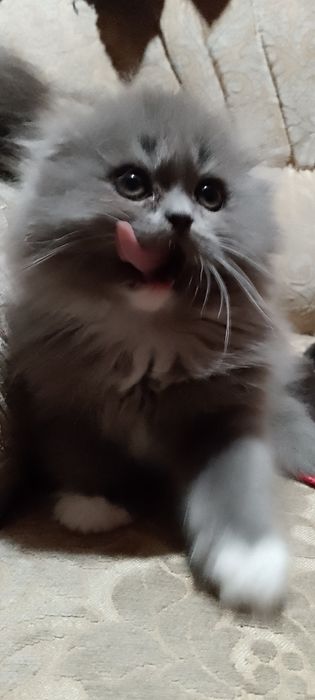 Шотландські кошенята