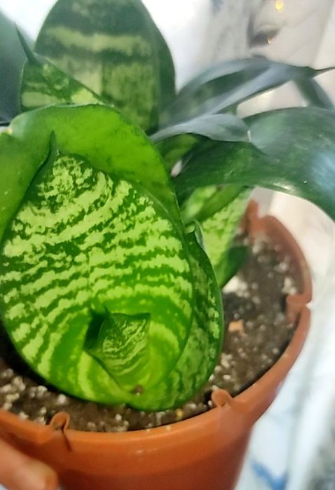 Рослинки на обмін.