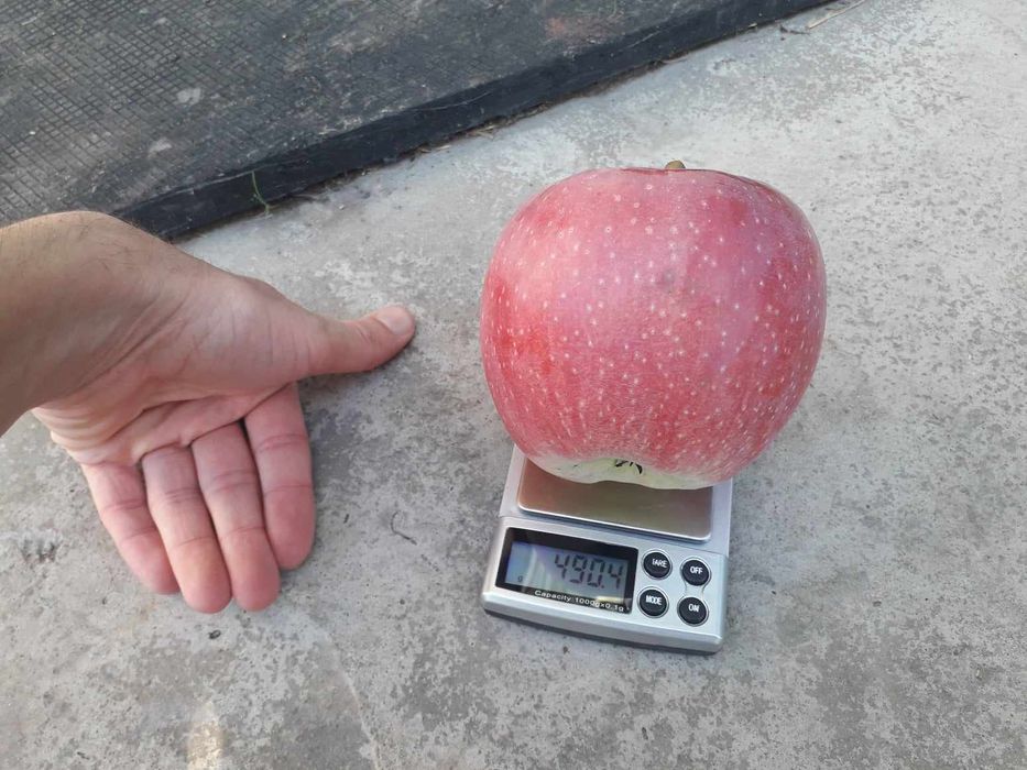 Саджанці плодових і декоративних