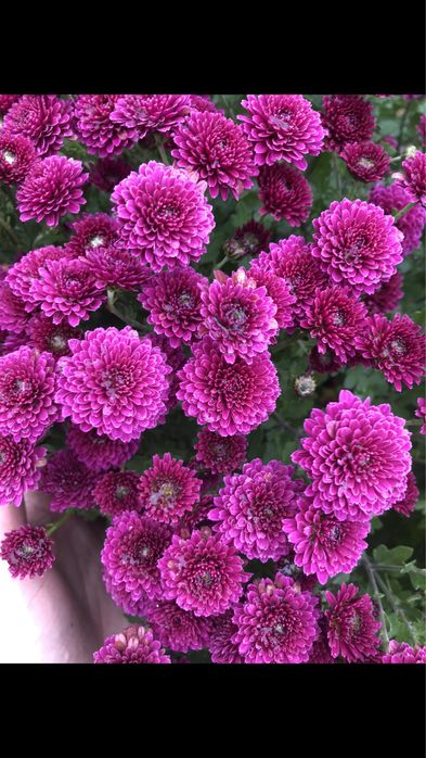 Маточні кущі хризантеми мультифлори