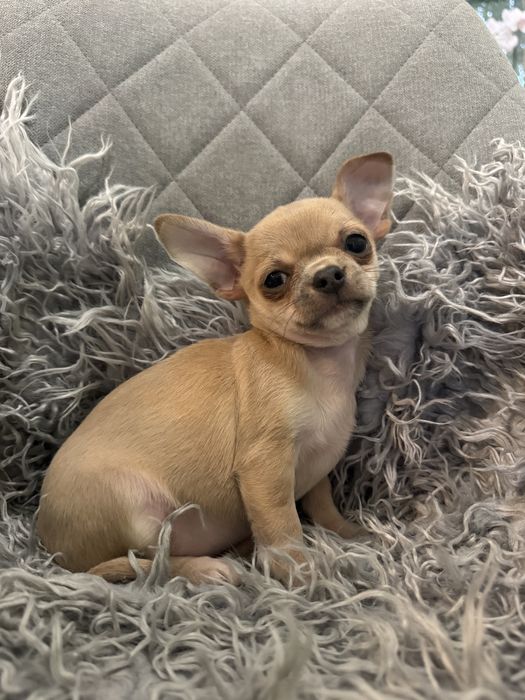 Suczka chihuahua