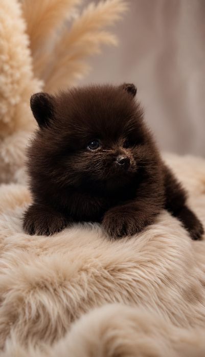 Samiec szpic miniaturowy pomeranian czarny chłopiec