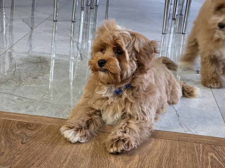MALTIPOO F1B - ,piesek, Cody
