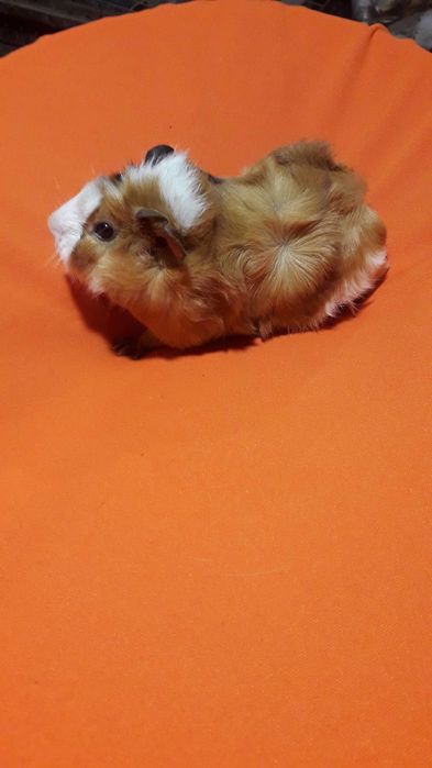 Морські свинки, розетки.