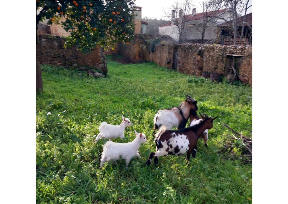 Cabras Anãs (Crias)