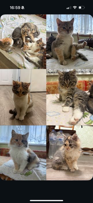 Кошеня безкоштовно в добрі руки