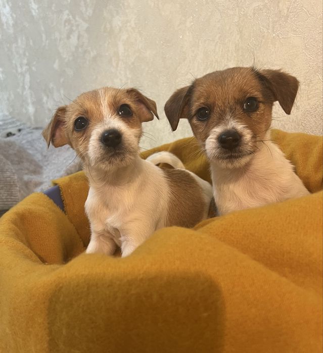 Собачки Джек Рассел терьер