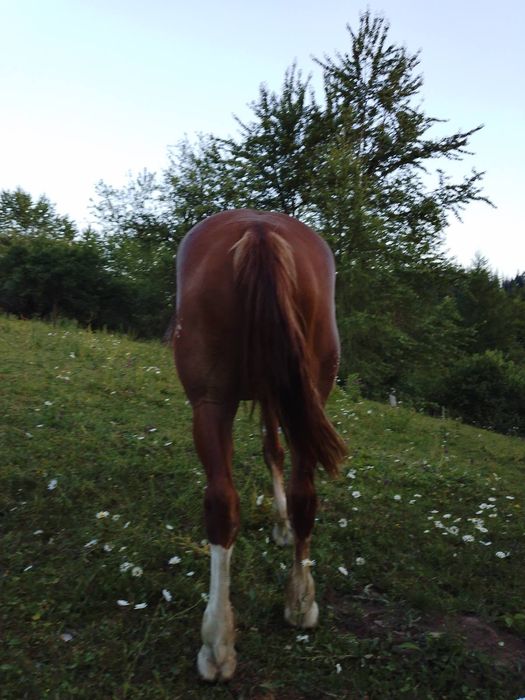 Продам добру кобилу