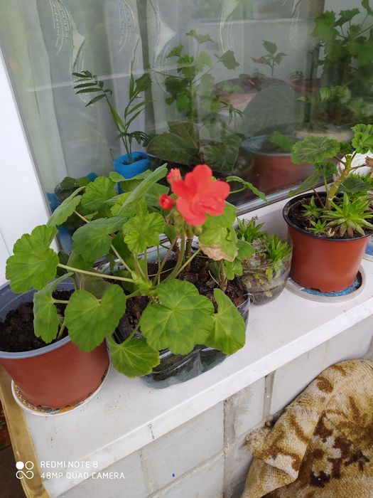 Герань  звичайна