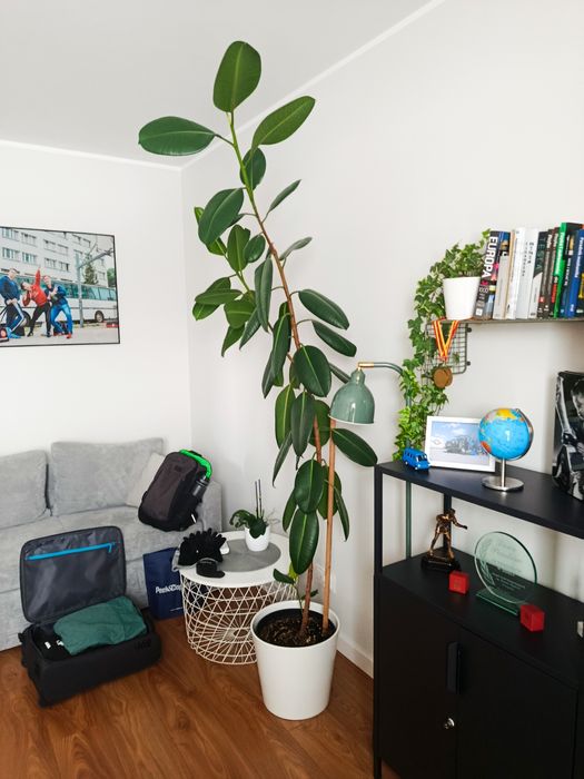 Zdrowy ,piękny Fikus 220cm
