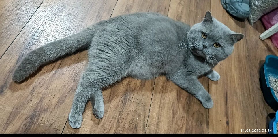 Вязка Кот Британец
