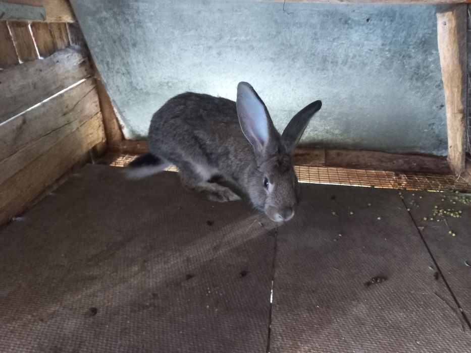 Продам Кролі-Фландер