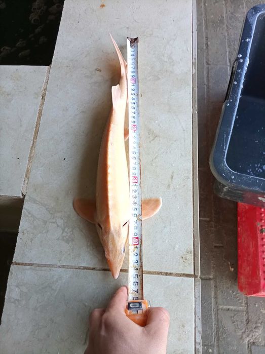 Jesiotr albinos biały 45-48 cm , węgorz lin Amur karp