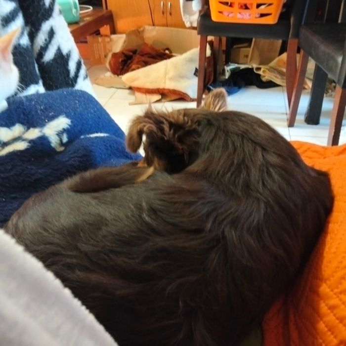 Dou cadelinha achadas na rua