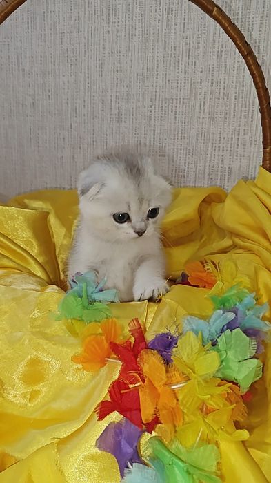 Висловухі дівчинка і хлопчик сріблястої шиншили