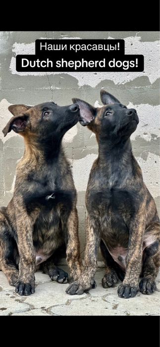 Duth shepherd dogs! Голландские овчарки - хердеры!