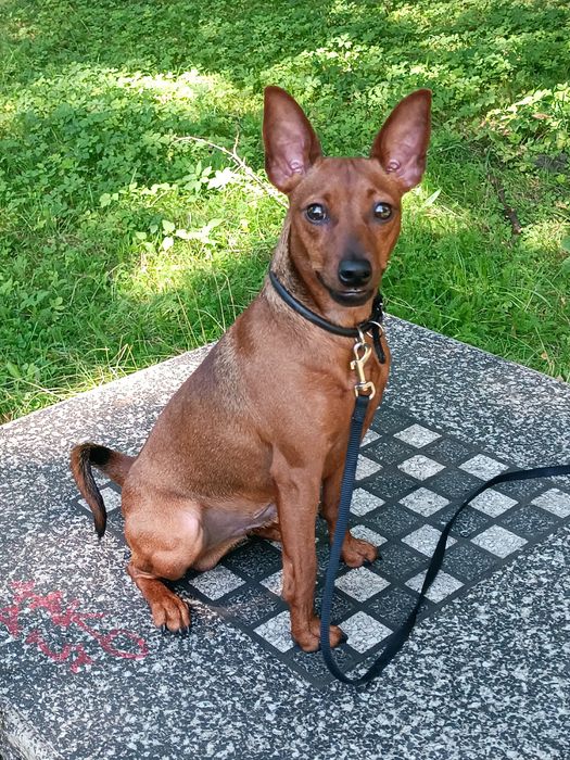 Pinczer Miniaturowy ZKwP/FCI po Ch.PL Zapowiedź Miotu Kwiecień 2026r.