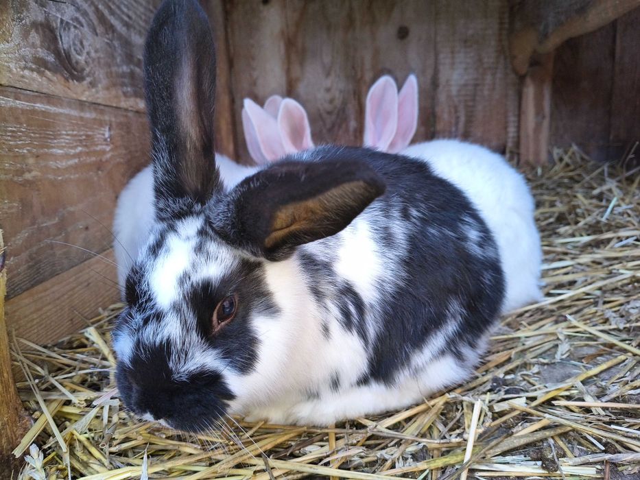 Sprzedam króliki