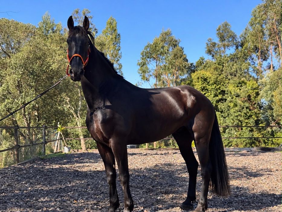 Cavalo Frisio 6 anos