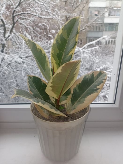 Фікус еластичний "Тінеке"