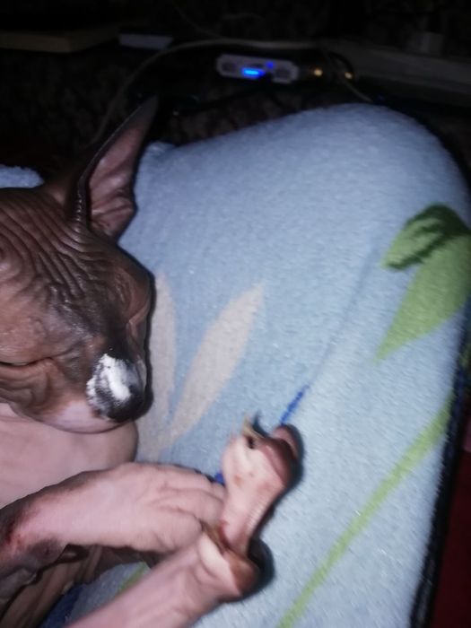 Сфинкс конадскиий. Девочка. Харьков