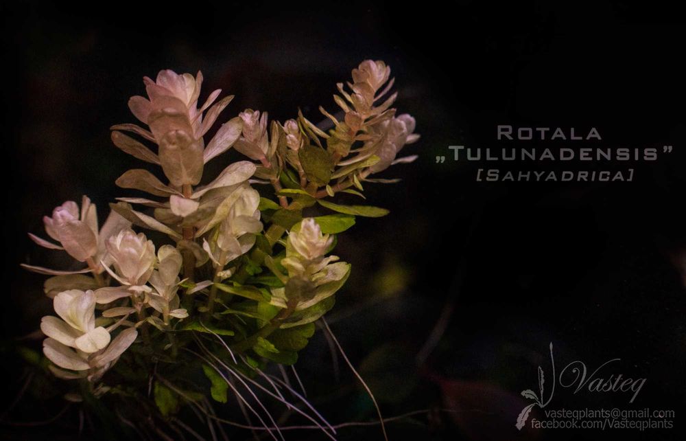 Rotala Tulunadensis [Sahyadrica]