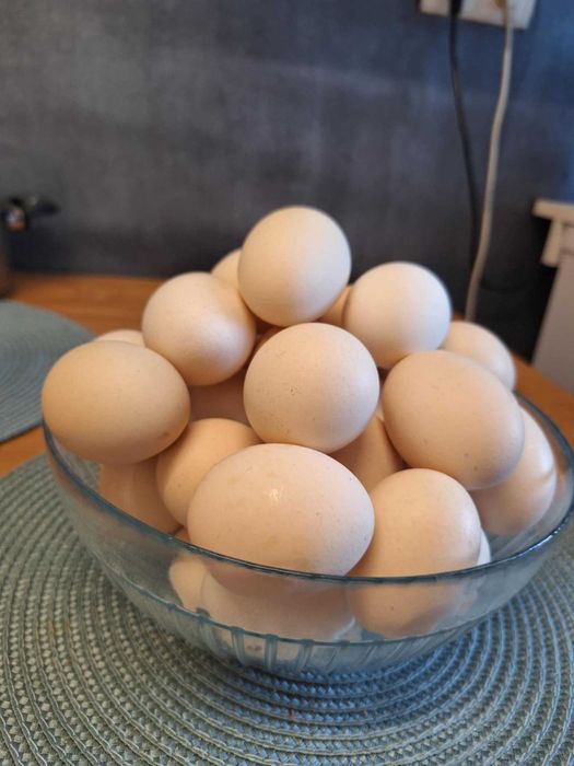 Sprzedam jajka domowe