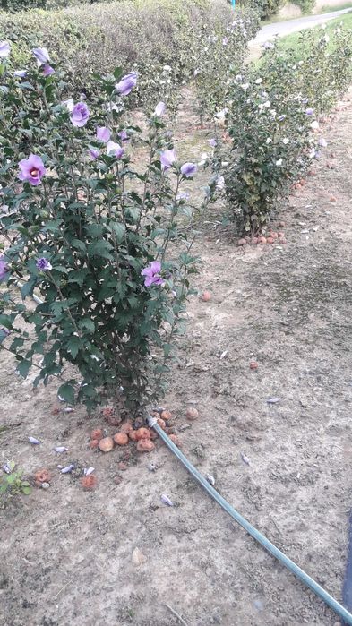 Hibiskus młode krzewy