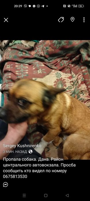 Пропала собака. Винница центр.
