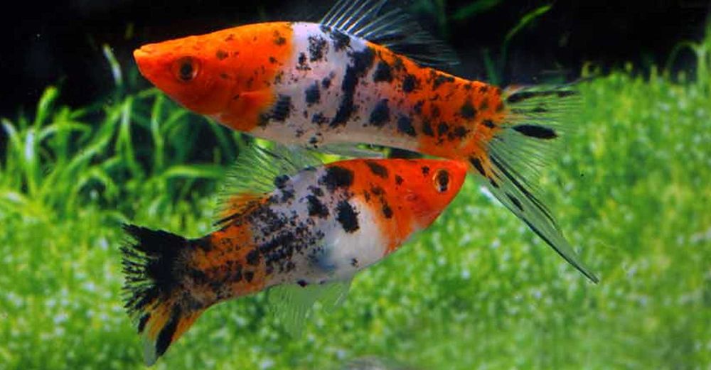 Mieczyk Hellera odmiana KOI - TRICOLOR - Xiphophorus helleri KOHAKU