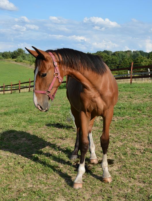 Klacz sp Korsyka po Pablo śl